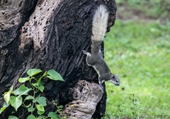 Callosciurus finlaysonii