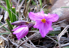 Ixia micrandra