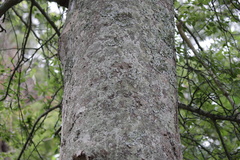 Celtis laevigata