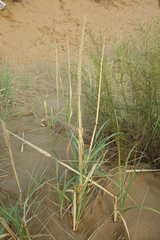 Leymus racemosus