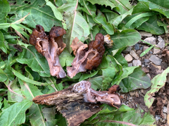 Gyromitra infula