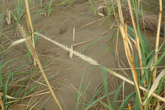 Leymus racemosus