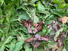 Gyromitra infula