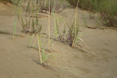 Leymus racemosus