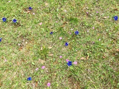 Gentiana clusii