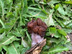 Gyromitra infula