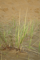Leymus racemosus