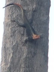 Agama picticauda