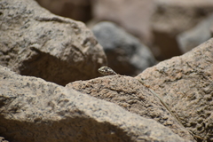 Microlophus