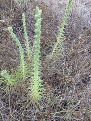 Liatris punctata