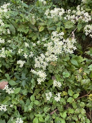 Clematis virginiana