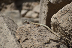 Microlophus