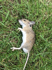 Apodemus sylvaticus