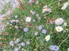 Globularia cordifolia