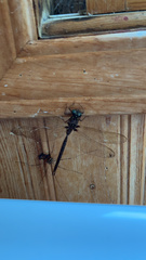 Boyeria vinosa
