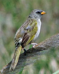 Embernagra platensis