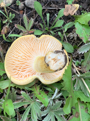Hygrophorus chrysodon