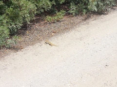 Chamaeleo chamaeleon chamaeleon