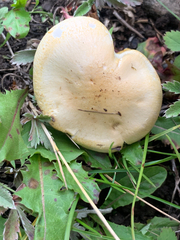 Hygrophorus chrysodon