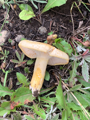 Hygrophorus chrysodon