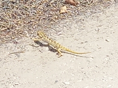 Chamaeleo chamaeleon chamaeleon