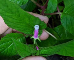 Centropogon leucophyllus