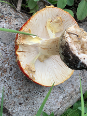 Amanita muscaria flavivolvata