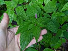 Centropogon leucophyllus