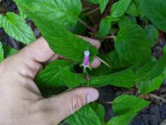 Centropogon leucophyllus