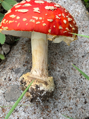 Amanita muscaria flavivolvata