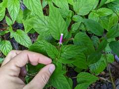 Centropogon leucophyllus