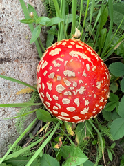 Amanita muscaria flavivolvata