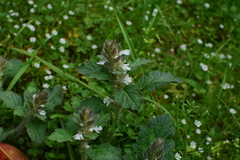 Ajuga nipponensis