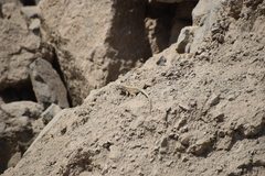 Microlophus