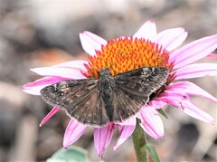 Erynnis baptisiae