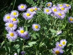 Erigeron speciosus