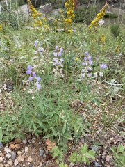 Lupinus argenteus