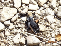 Carabus coriaceus