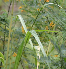 Setaria magna