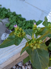 Mirabilis nyctaginea
