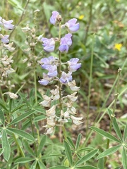 Lupinus argenteus