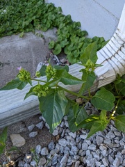 Mirabilis nyctaginea