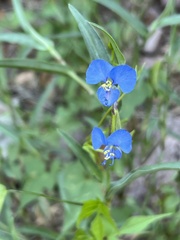 Commelina dianthifolia