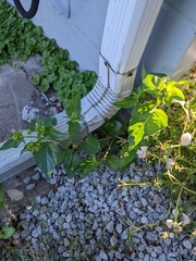 Mirabilis nyctaginea