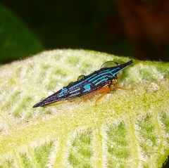 Polyglypta