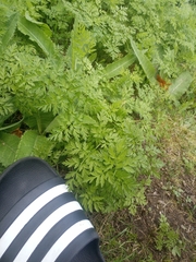 Anthriscus sylvestris