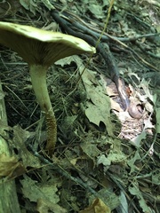 Pholiota terrestris