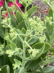 Hylotelephium maximum × spectabile