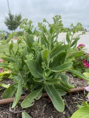 Hylotelephium maximum × spectabile