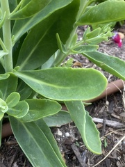 Hylotelephium maximum × spectabile